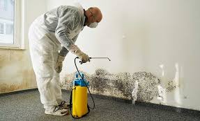 Best Environmental Consulting for Mold Prevention  in Mercersburg, PA